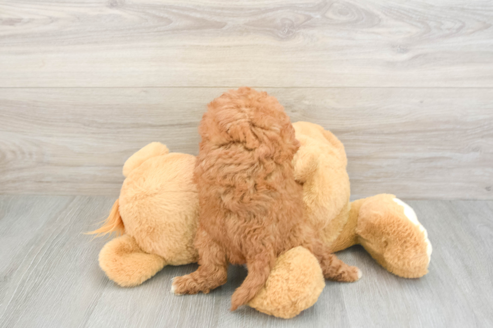 Popular Cavapoo Poodle Mix Pup