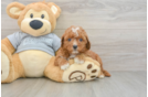 Best Cavapoo Baby