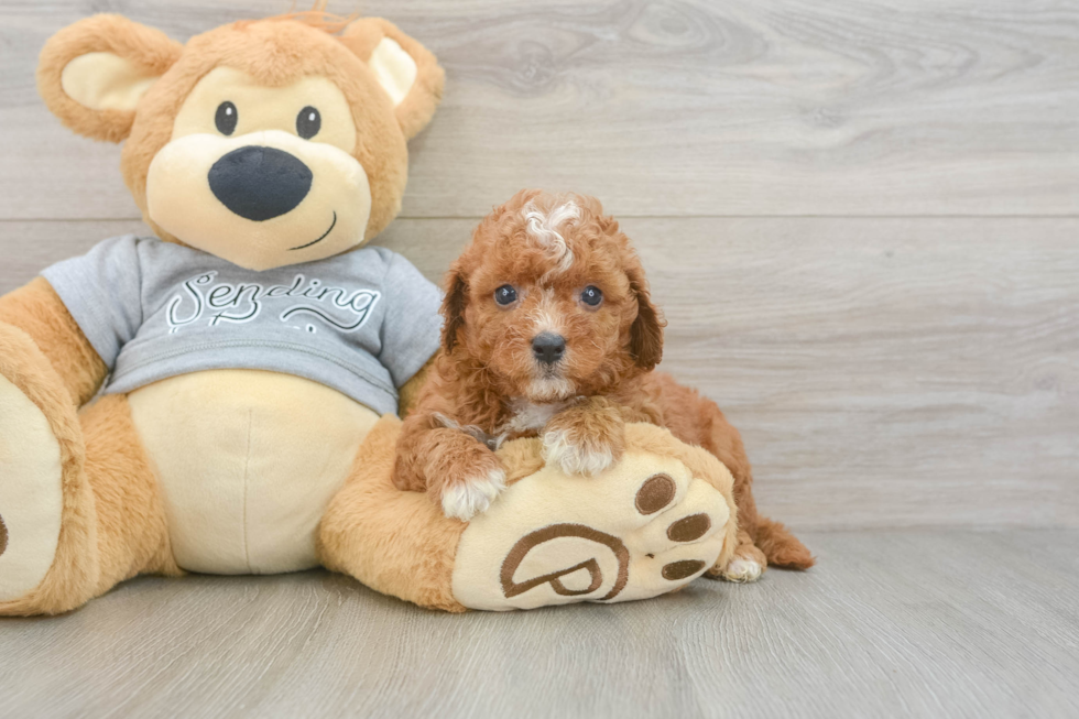 Best Cavapoo Baby