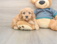 9 week old Cavapoo Puppy For Sale - Pilesgrove Pups