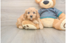 Best Cavapoo Baby
