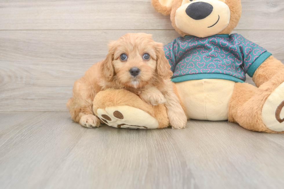 Best Cavapoo Baby