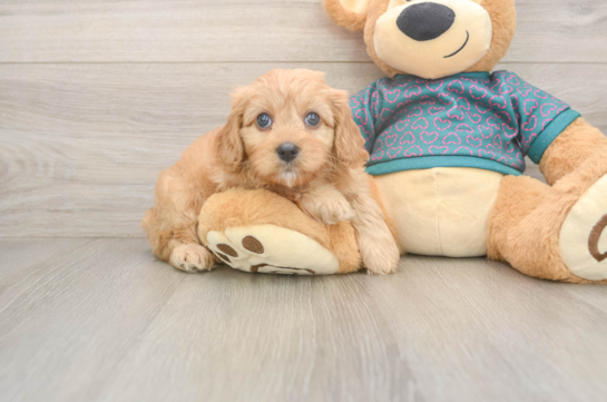 Best Cavapoo Baby