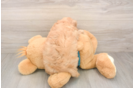 Cavapoo Puppy for Adoption