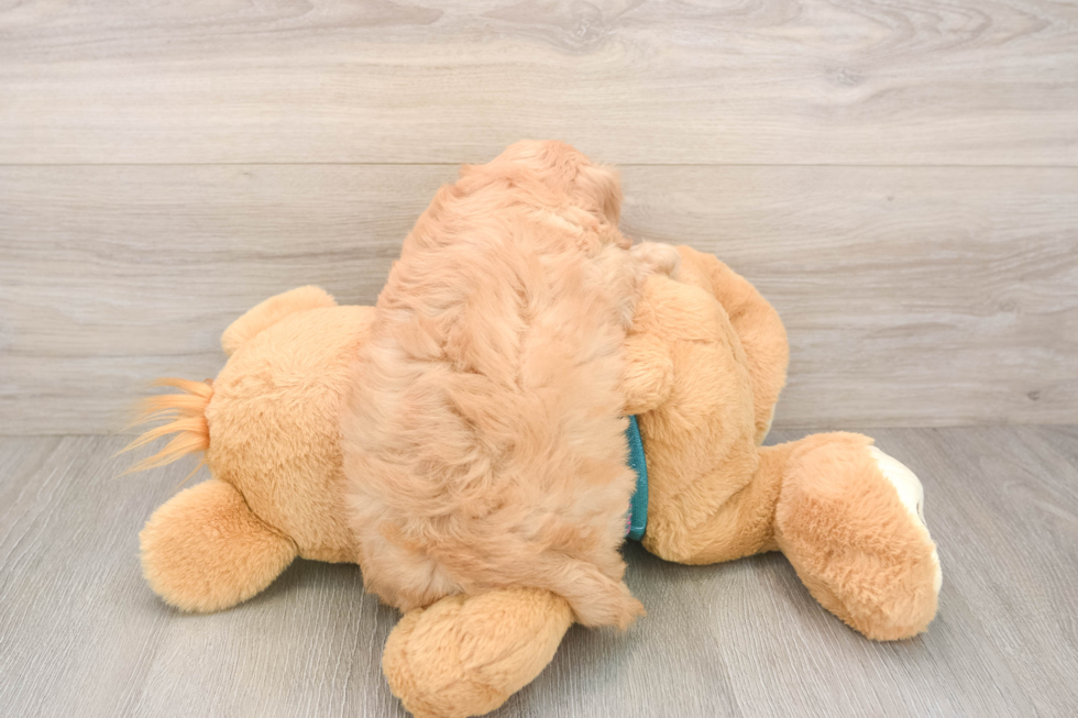 Cavapoo Puppy for Adoption