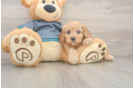 Best Cavapoo Baby
