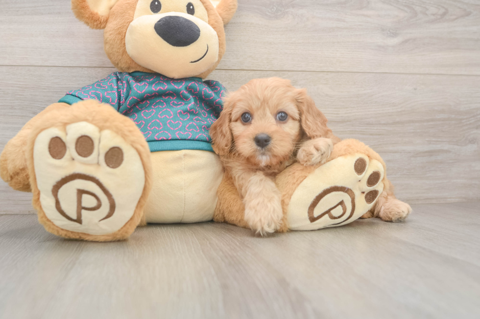 Best Cavapoo Baby