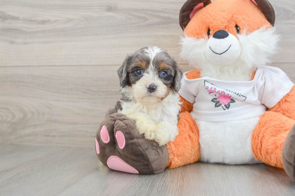 7 week old Cavapoo Puppy For Sale - Pilesgrove Pups