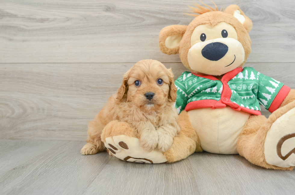 5 week old Cavapoo Puppy For Sale - Pilesgrove Pups