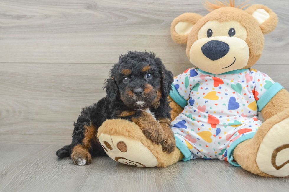 6 week old Cavapoo Puppy For Sale - Pilesgrove Pups