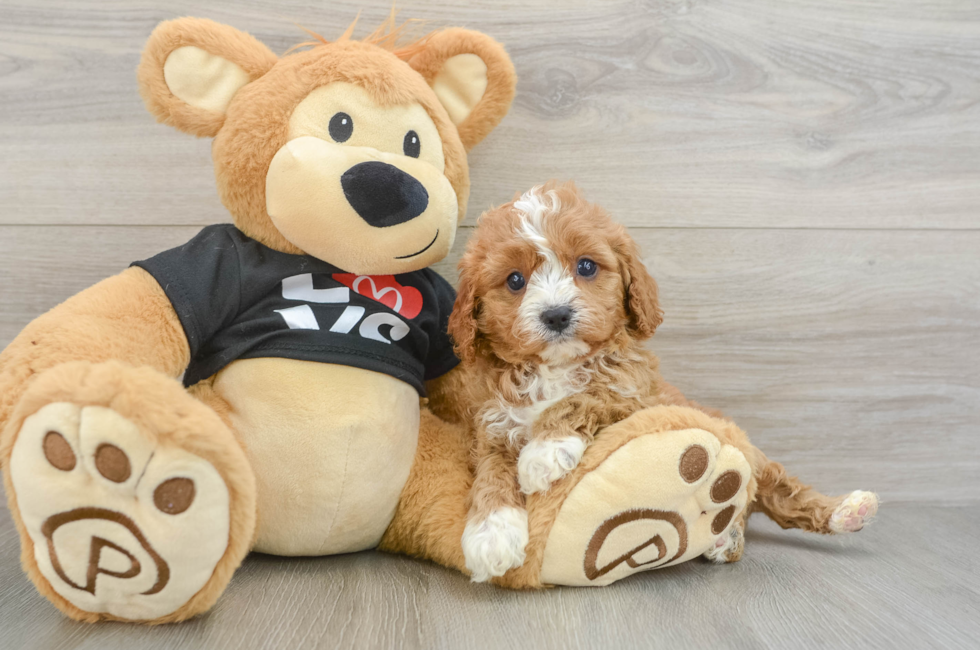 5 week old Cavapoo Puppy For Sale - Pilesgrove Pups
