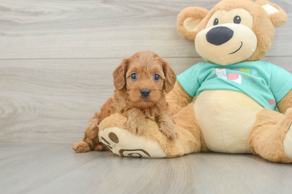 6 week old Cavapoo Puppy For Sale - Pilesgrove Pups