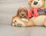7 week old Cavapoo Puppy For Sale - Pilesgrove Pups