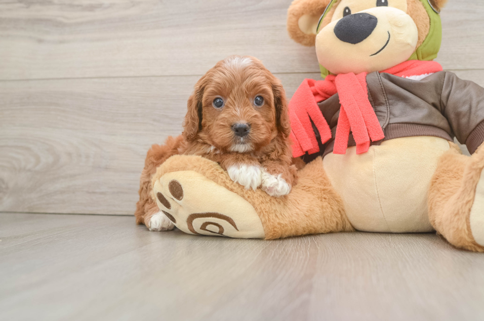 5 week old Cavapoo Puppy For Sale - Pilesgrove Pups