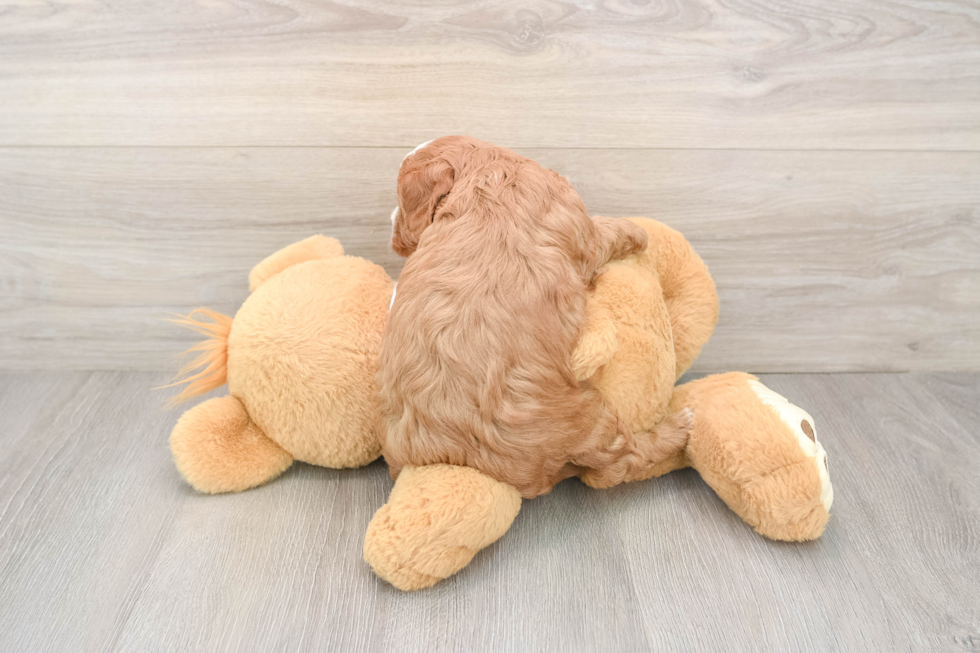 Petite Cavapoo Poodle Mix Pup