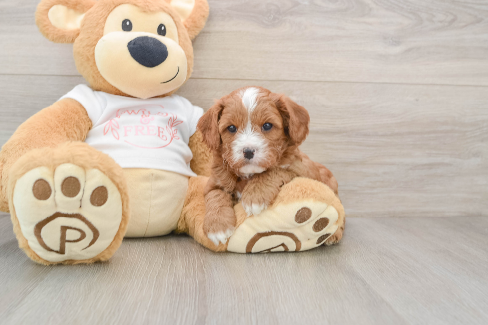 Little Cavipoo Poodle Mix Puppy