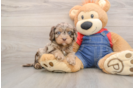 Best Cavapoo Baby