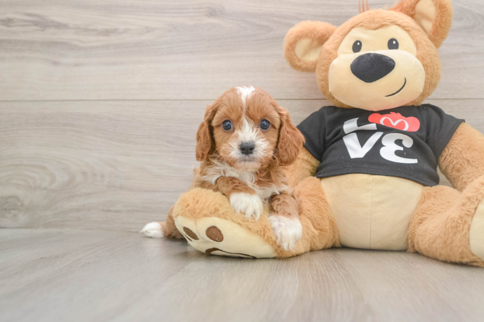 Funny Cavapoo Poodle Mix Pup