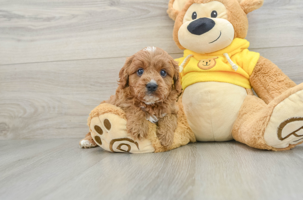 5 week old Cavapoo Puppy For Sale - Pilesgrove Pups