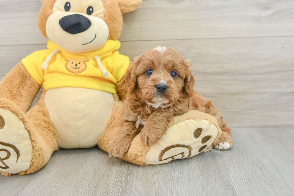 Cavapoo Pup Being Cute