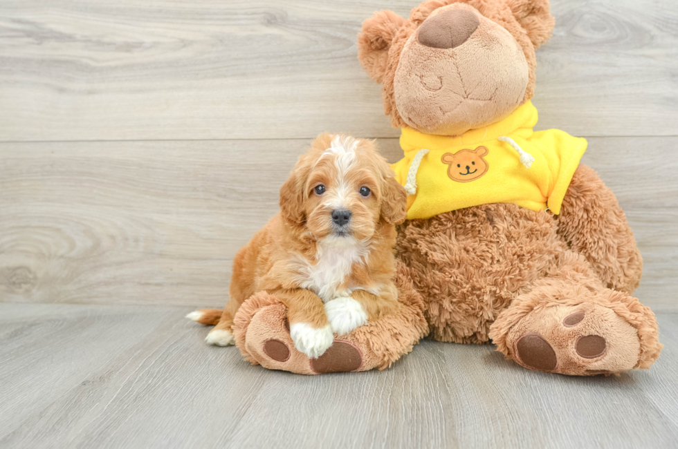 6 week old Cavapoo Puppy For Sale - Pilesgrove Pups