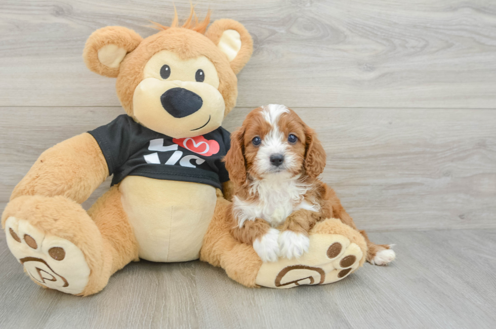 5 week old Cavapoo Puppy For Sale - Pilesgrove Pups