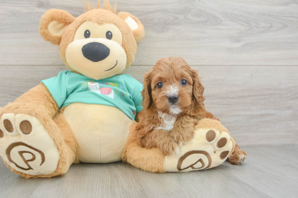 6 week old Cavapoo Puppy For Sale - Pilesgrove Pups