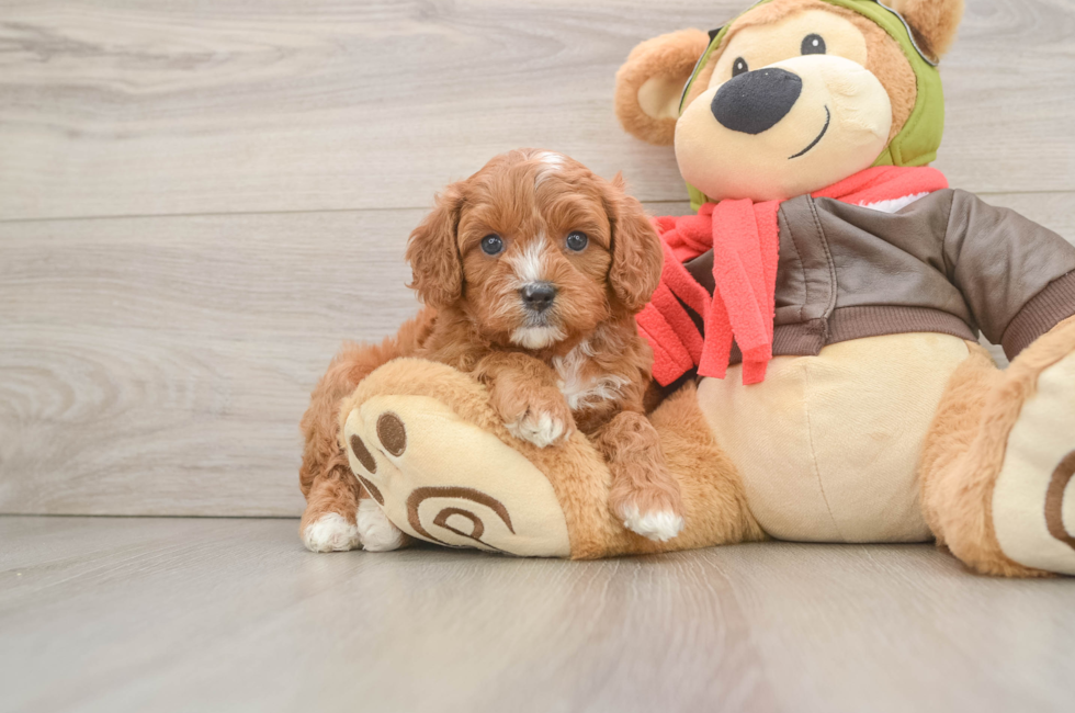 5 week old Cavapoo Puppy For Sale - Pilesgrove Pups