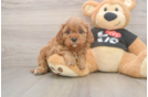 Small Cavapoo Baby