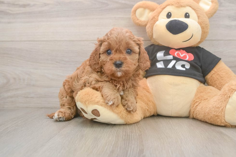 Small Cavapoo Baby