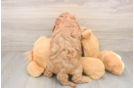 Fluffy Cavapoo Poodle Mix Pup