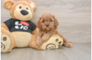 Petite Cavapoo Poodle Mix Pup