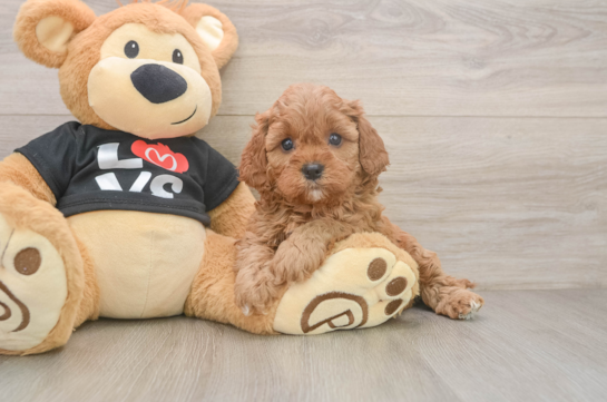 Petite Cavapoo Poodle Mix Pup