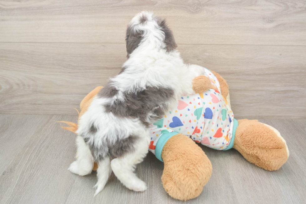 Cavapoo Pup Being Cute