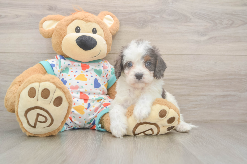 6 week old Cavapoo Puppy For Sale - Pilesgrove Pups