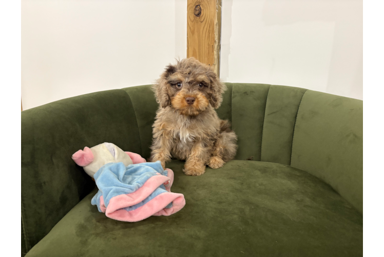 Cavapoo Pup Being Cute