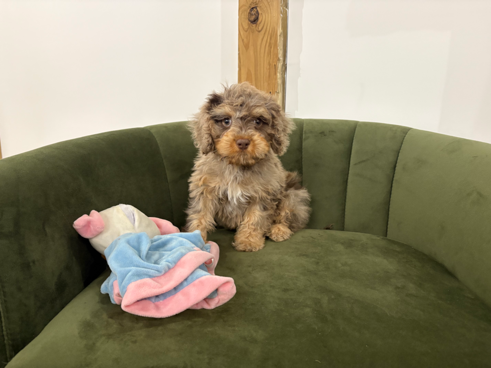 Cavapoo Pup Being Cute