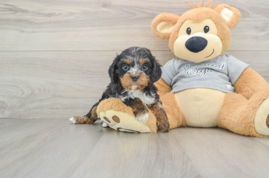 Smart Cavapoo Poodle Mix Pup