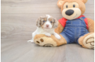 Hypoallergenic Cavadoodle Poodle Mix Puppy