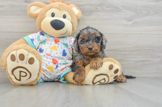 Energetic Cavoodle Poodle Mix Puppy