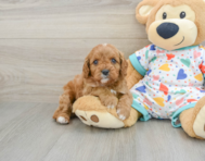 8 week old Cavapoo Puppy For Sale - Pilesgrove Pups