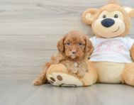 8 week old Cavapoo Puppy For Sale - Pilesgrove Pups