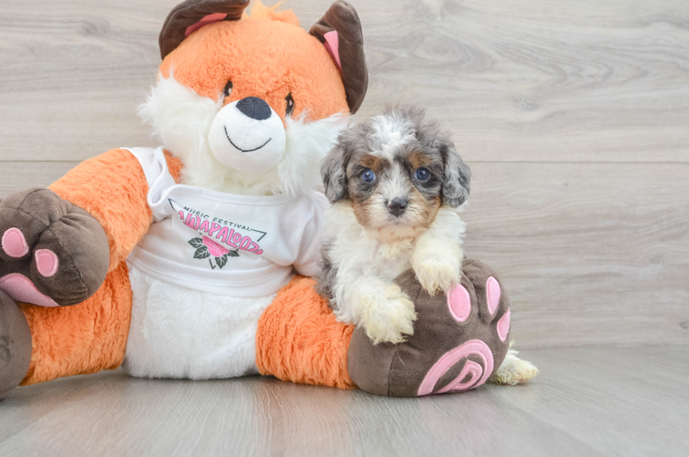 7 week old Cavapoo Puppy For Sale - Pilesgrove Pups
