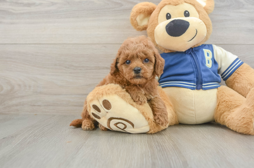 5 week old Cavapoo Puppy For Sale - Pilesgrove Pups