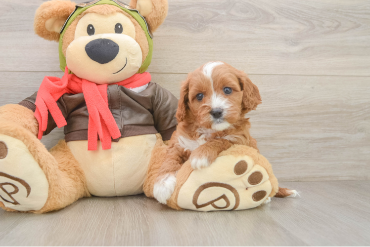 Cute Cavapoo Baby