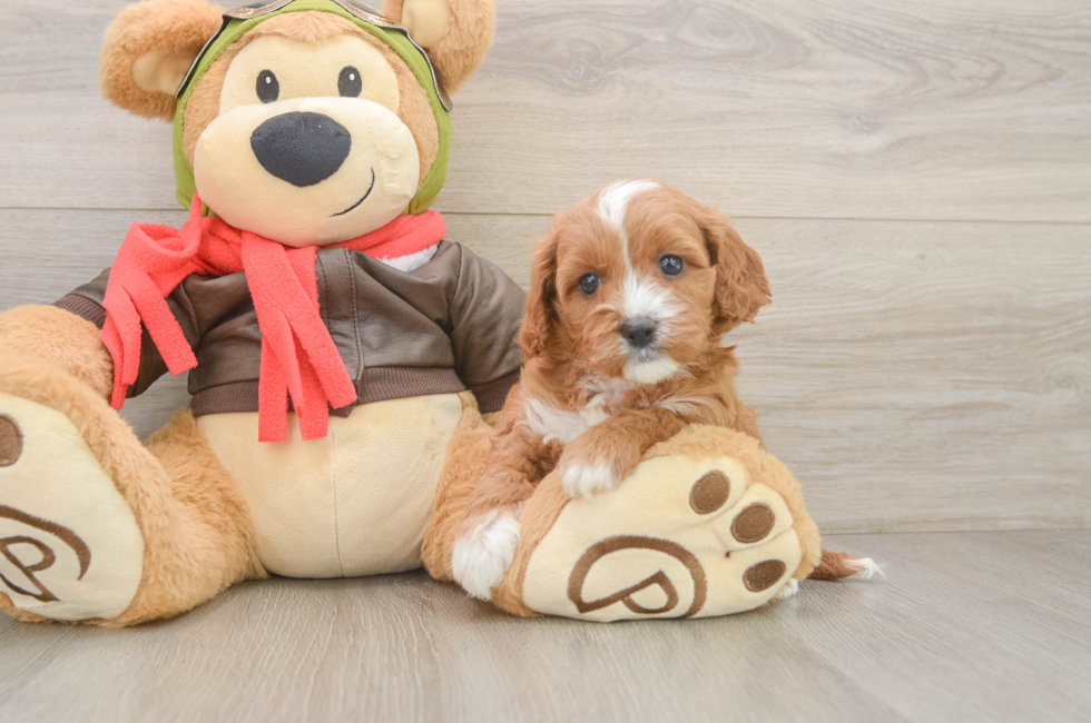 5 week old Cavapoo Puppy For Sale - Pilesgrove Pups