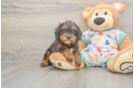 Cavapoo Puppy for Adoption