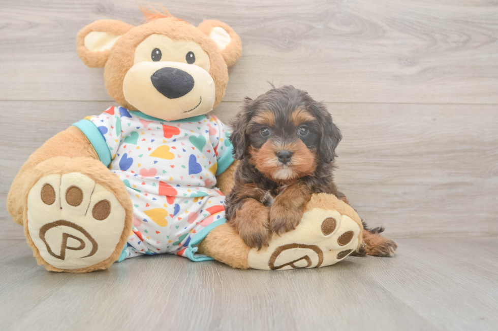 Happy Cavapoo Baby