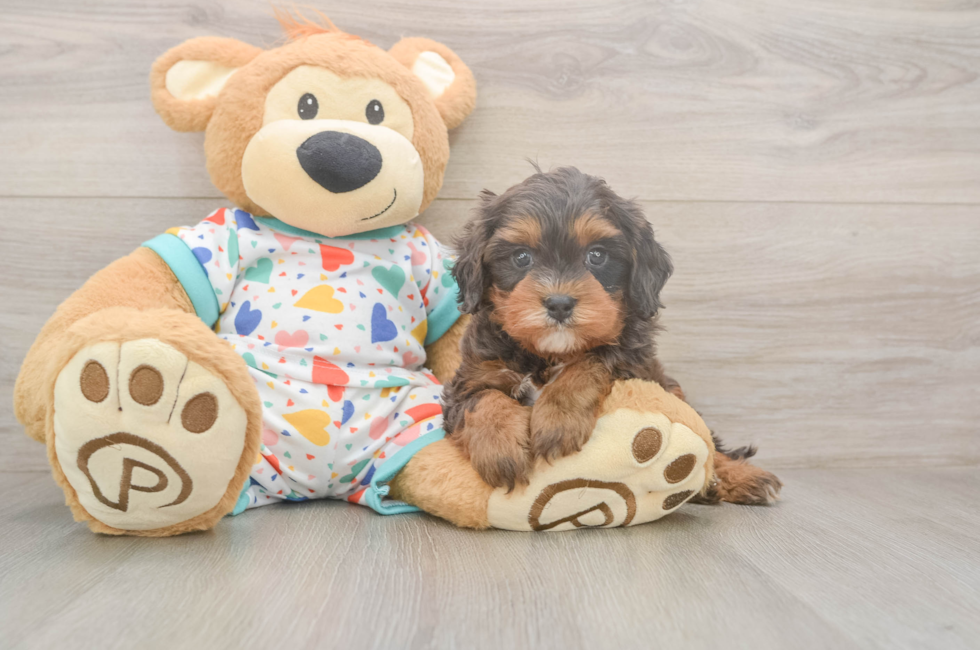 6 week old Cavapoo Puppy For Sale - Pilesgrove Pups