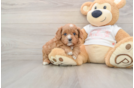 Cavapoo Puppy for Adoption